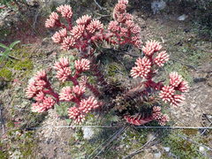 Crassula alpestris