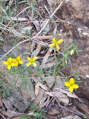 Roepera aurantiaca aurantiaca