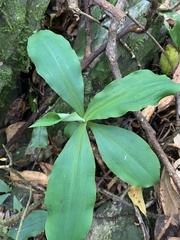 Habenaria pantlingiana