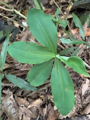 Habenaria pantlingiana