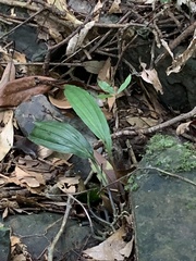 Tainia dunnii