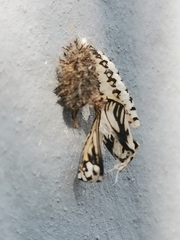 Acraea horta