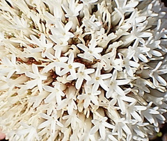 Crassula congesta