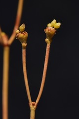 Eriogonum ampullaceum