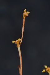Eriogonum ampullaceum