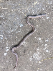 Stenorrhina freminvillei