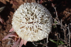 Crassula congesta