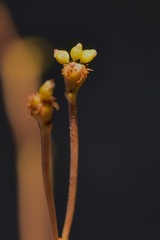 Eriogonum ampullaceum