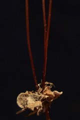 Eriogonum ampullaceum