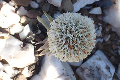 Crassula congesta