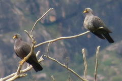 Columba arquatrix