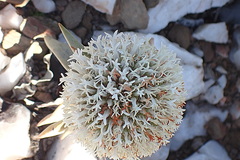 Crassula congesta