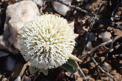 Crassula congesta