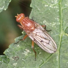 Dryomyza anilis