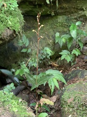 Zeuxine agyokuana
