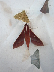 Theretra pallicosta