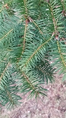 Pseudotsuga menziesii
