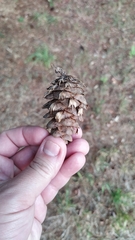 Pseudotsuga menziesii