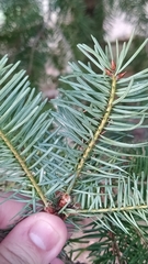 Pseudotsuga menziesii