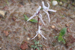 Disa biflora
