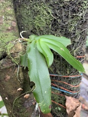 Gastrochilus