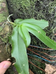 Gastrochilus