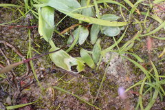 Disa biflora