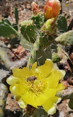 Opuntia leucotricha
