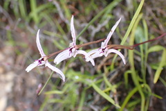 Disa biflora