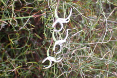 Disa biflora