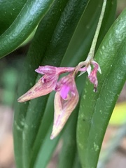 Bulbophyllum japonicum
