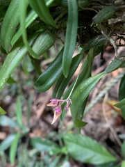 Bulbophyllum japonicum