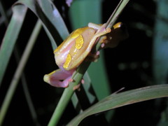 Dendropsophus arndti