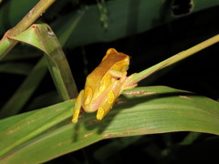 Dendropsophus arndti