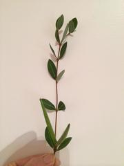 Cryptolepis oblongifolia