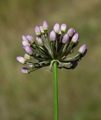 Rhizirideum