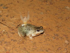 Leptodactylus intermedius