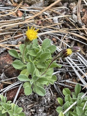 Heterotheca brandegei