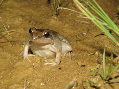 Leptodactylus intermedius