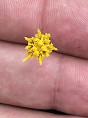 Heterotheca brandegei