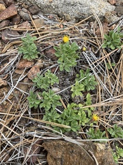 Heterotheca brandegei