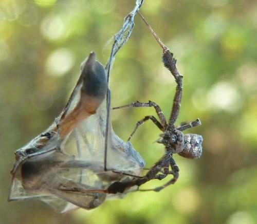 Feather-legged Lace Weaver