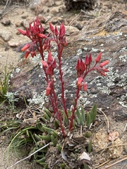 Dudleya pauciflora