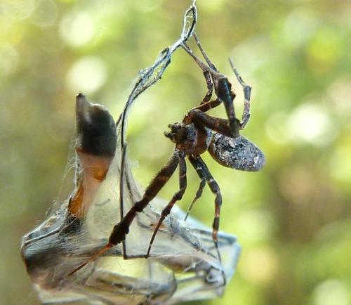 Feather-legged Lace Weaver