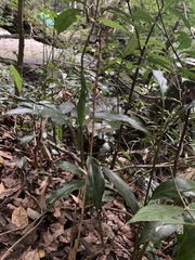 Aphyllorchis montana