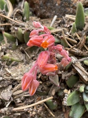Dudleya pauciflora