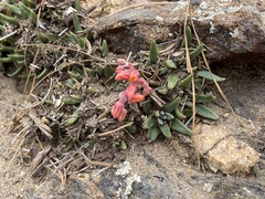 Dudleya pauciflora