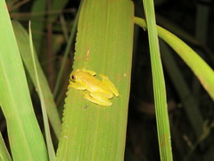 Dendropsophus joannae