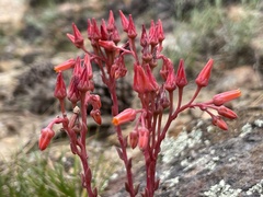 Dudleya pauciflora