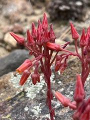 Dudleya pauciflora